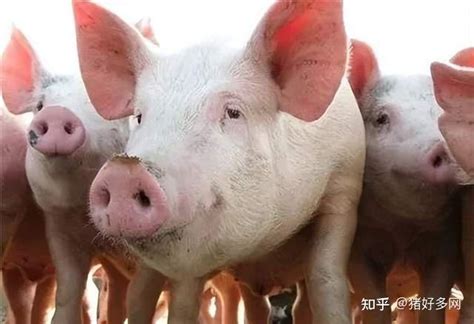 2020年8月20日猪价行情：猪价上涨不停歇，又有1万吨储备冻肉投放！_青岛润达生物-兽药研发批发厂家,饲料添加剂,动物保健品,噬菌体,无抗减抗