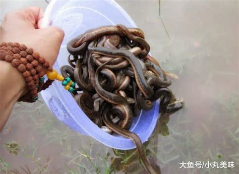 泥蛇图片