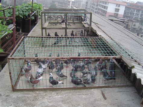 自己设计的鸽舍-中国信鸽信息网相册