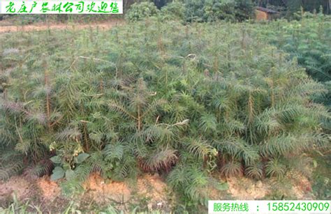 杉木价格多少钱一立方（目前种植杉木前景如何） - 上海资讯网