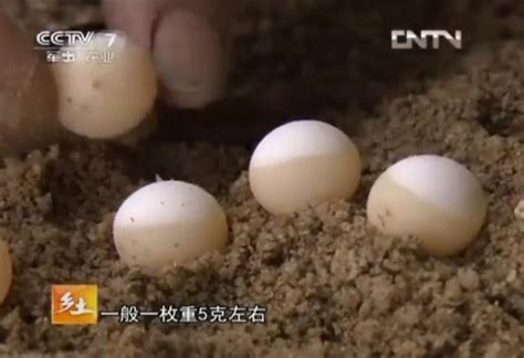甲鱼蛋图片