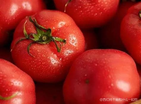 红番茄的进化果实的成熟过程发育阶段高清图片下载-正版图片503284079-摄图网