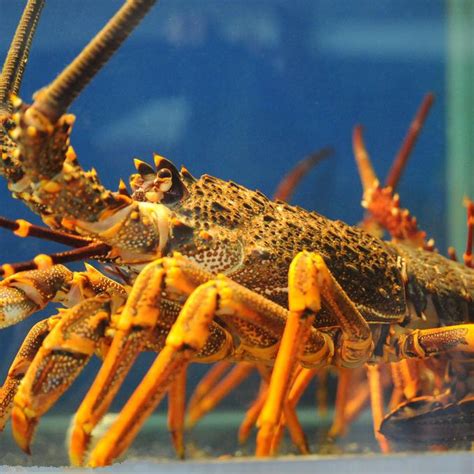 澳洲龙虾 - 快懂百科