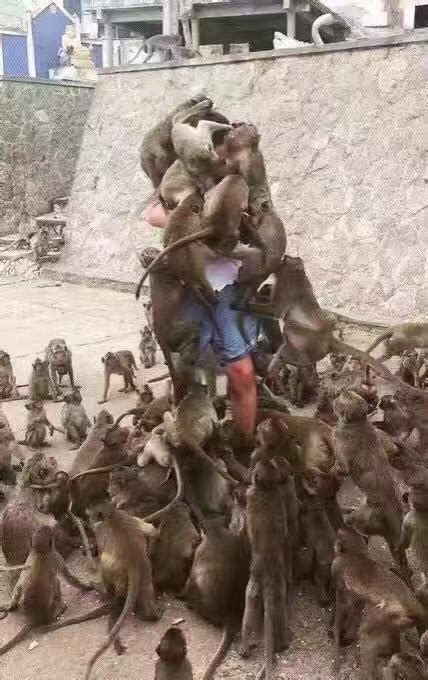 男子给动物园猴子喂食，突然做出不文明举动，结果被猴子群殴了|小动物|公园|食物_新浪新闻