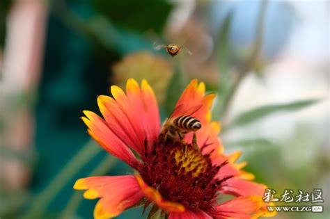 梦见蜜蜂是什么意思 梦见蜜蜂代表什么预兆 - 万年历