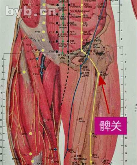 屁股穴位图图片