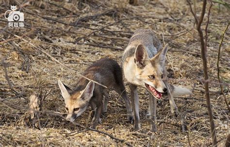 沙漠里的蝠耳狐高清图片下载-正版图片600168189-摄图网