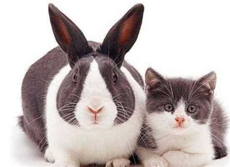 盘点世界八大宠物兔品种，荷兰兔上榜，第一眼周毛为黑色_排行榜123网