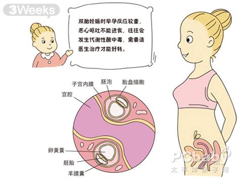 【大图】怀孕3周_双胞胎胎儿发育图_科普图库_太平洋亲子网