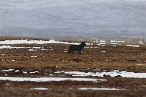 三江源国家公园首次拍摄到 一只罕见黑狼在野外活动 | 北晚新视觉