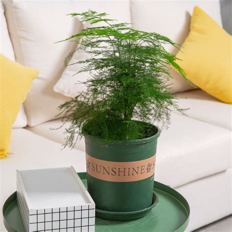 这10种大型盆栽绿植养在客厅，看起来大气又适合新手养护