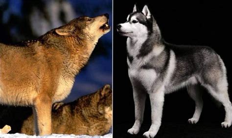 狼和狗的区别和关系有哪些?狼会把狗当做同类吗_探秘志