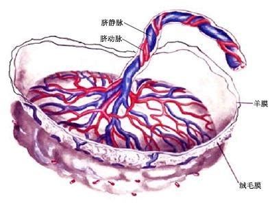胎膜和胎盘_《组织学与胚胎学》在线阅读_【中医宝典】