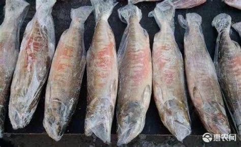 章红是什么鱼【金枪鱼和章红刺身哪个好吃】 - 龙鱼批发 - 广州观赏鱼批发市场