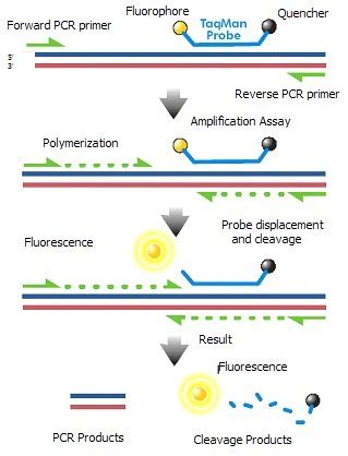一文知晓PCR，定量PCR，数字PCR方法选择_化工仪器网