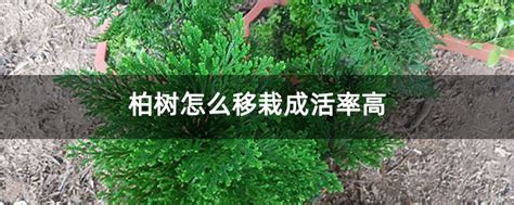 柏树怎么移栽成活率高-种植技术-中国花木网
