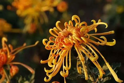 菊花的品种 常见的10种菊花 - 知乎
