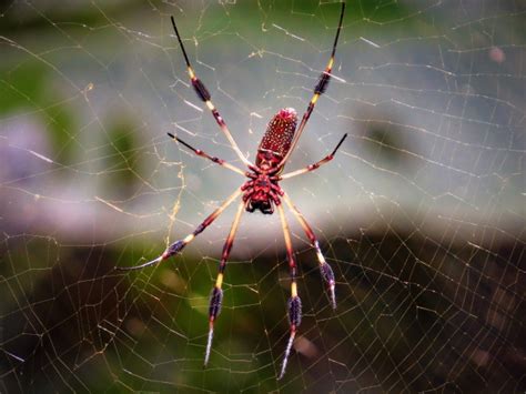 一年可以繁衍20代 红蜘蛛严重危害农作物 - 农牧世界