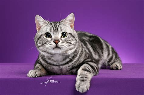 美国短毛猫AMYWORKS,拍摄于大连|摄影|动物|AMYWORKS赛猫摄影 - 原创作品 - 站酷 (ZCOOL)