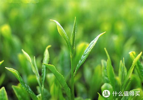 白沙绿茶申报“中国重要农业文化遗产”_椰岛农事