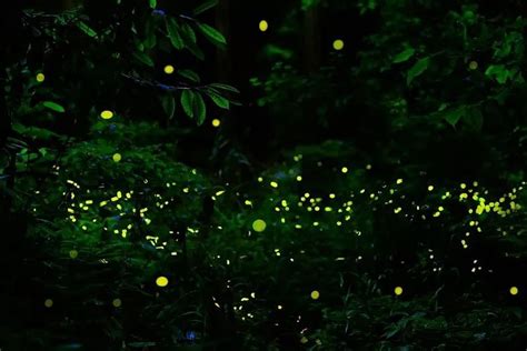 萤火虫在暮色中在森林里飞舞。照片摄影图片_ID:168104393-Veer图库