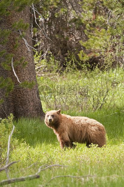 轻的美国黑熊行走,孤立白色背景上高清图片下载-正版图片300144791-摄图网