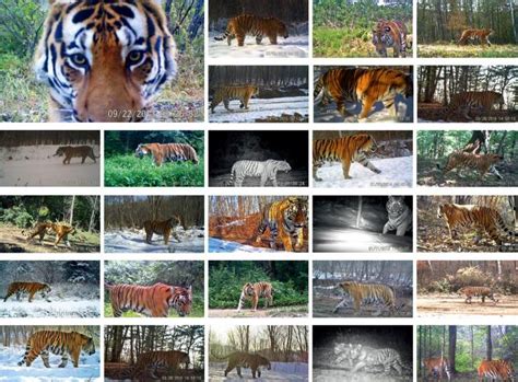 曾经雄踞一方的虎豹，怎么沦落到需要建国家公园来保护？| 大美国家公园_凤凰网旅游_凤凰网