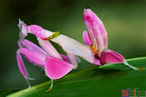 世界上最美丽的螳螂：兰花螳螂外形像兰花，颜值超高_巴拉排行榜