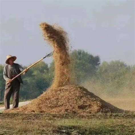 农民夫妇幸福的看着麦子高清图片下载-正版图片507692294-摄图网