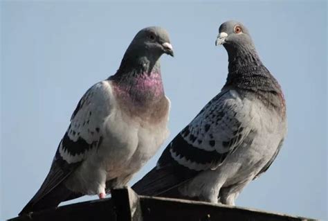 鸽子的区别,蒲鸽和鸽子的区别,如何分辨鸽子品种图片_大山谷图库