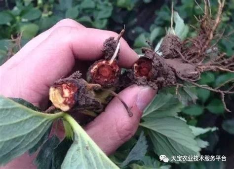 根腐病图片