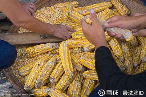 以下中国哪个朝代的人能吃到玉米 玉米什么年代传入中国_华夏智能网