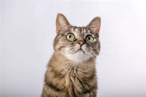 8种猫咪叫声的含义，你知道几种？ - 知乎