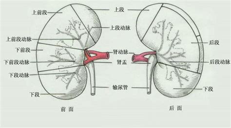 二、肾的位置-基础医学-医学