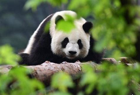 中国大熊猫的特点有哪些？_百度知道