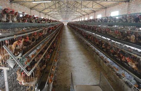 现代化养鸡场成本1、建筑：建设鸡舍费用按照400元/平方米就算。-近原