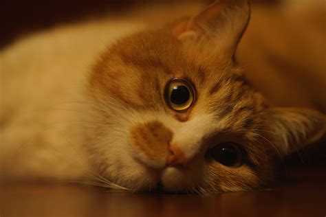 大脸猫图片