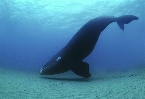 鲸鱼的寿命是多久-百度经验
