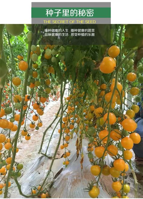 釜山88西红柿种子 百斯特番茄种子香气浓郁口感独特千禧圣女果