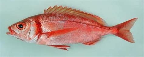 红色的海鱼是什么鱼 - 知百科