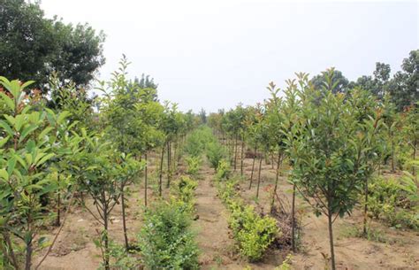 苗圃经营是门大学问-种植技术-中国花木网