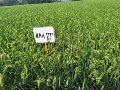 2022高产水稻新品种 - 惠农网