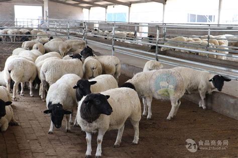 多胎羊品种 80斤杜泊羊 山东济宁-食品商务网