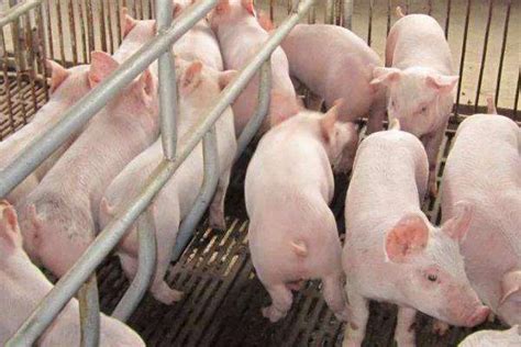 一头猪能出多少斤肉-农百科