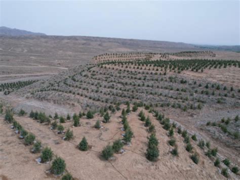 凉州区：强化林木管护 提高苗木成活率