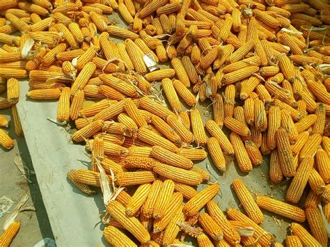 先玉1225玉米品种介绍 - 惠农网