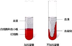 血液分层示意图图片