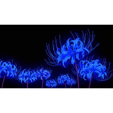 底图黑色彼岸花图片