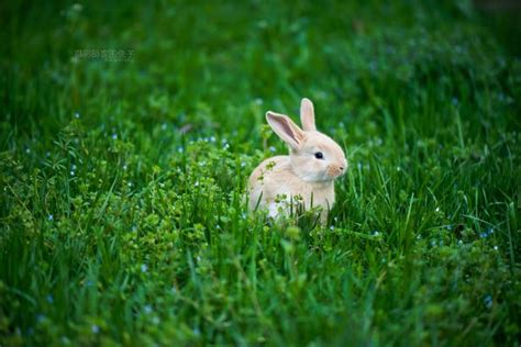 生肖兔,属兔运势、配对、性格大全-紫微黄历网