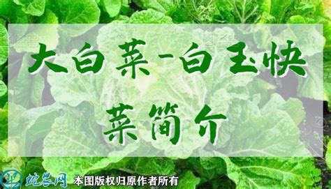 大白菜新品种：白玉快菜简介 - 三农百科 - 蛇农网